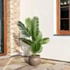 Konstväxt Areca Palmträd 140cm
