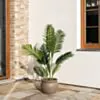 Konstväxt Areca Palmträd 140cm