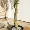 Konstväxt Olivträd 210cm