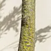 Konstväxt Olivträd 210cm