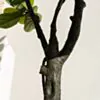 Konstväxt Fikusträd 180cm