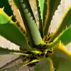 Konstväxt Kaktus Agave 120cm
