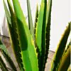 Konstväxt Kaktus Agave 120cm