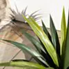 Konstväxt Kaktus Yucca 90cm