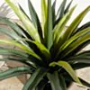 Konstväxt Kaktus Yucca 90cm