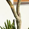 Konstväxt Dracena Träd 180cm
