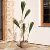 Konstväxt Dracena Träd 180cm