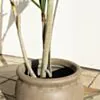 Konstväxt Dracena Träd 180cm