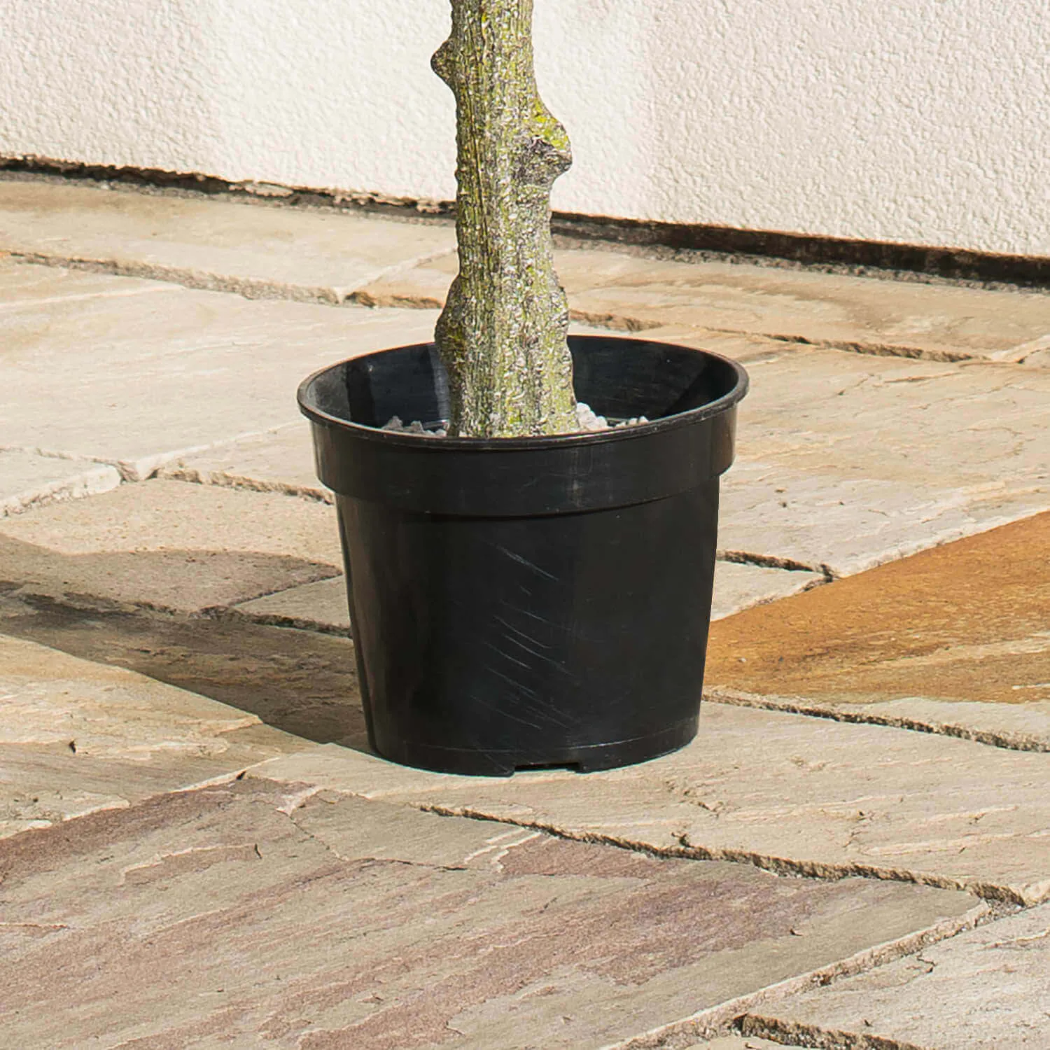 Konstväxt Olivträd 150cm